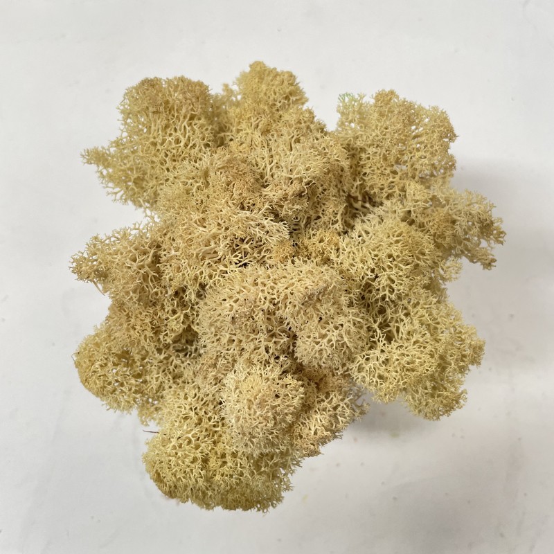 test-淺黃色苔蘚（Light Yellow Moss）